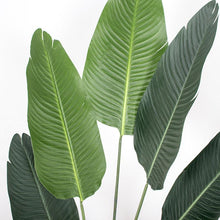 Load image into Gallery viewer, Close-up of artificial bird of paradise plant leaves, showcasing the realistic texture and vibrant green color of the large, veined leaves against a white background