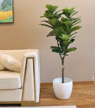 Charger l'image dans la galerie, A tall indoor plant with broad green leaves placed in a white cylindrical pot, positioned near a bright window that allows natural light to highlight its vibrant foliage.