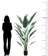 Load image into Gallery viewer, A 6ft artificial bird of paradise plant in a black planter pot, shown next to a silhouette of a person for scale. The realistic plant features long, green leaves and stands tall, making it suitable for adding a natural element to interior spaces. A measurement scale is displayed on the right side to highlight the plant's height