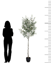 Charger l'image dans la galerie, Size comparison of a 6-foot artificial olive tree in a black pot, shown next to the silhouette of a standing person for scale. The tree features realistic green leaves and branches, ideal for adding a touch of greenery to indoor spaces. The image also includes a height scale on the right side, emphasizing the tree's size.