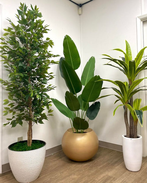 4 Small Indoor Plants for Apartment Living