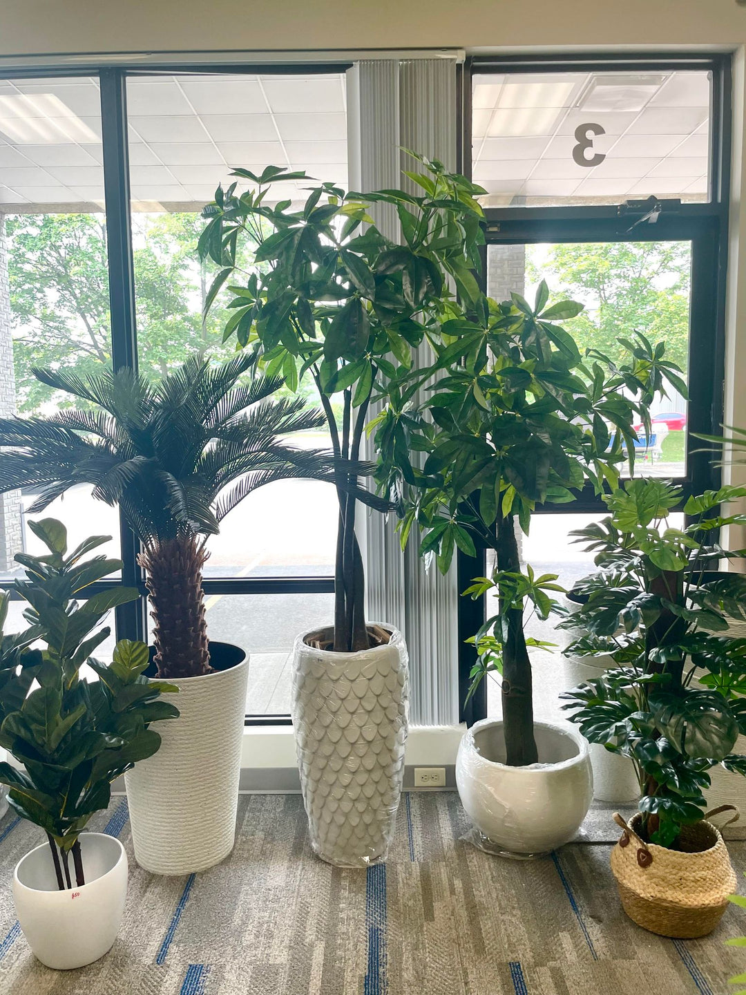 6 Lucky Plants to Enhance Your Home's Prosperity and Health