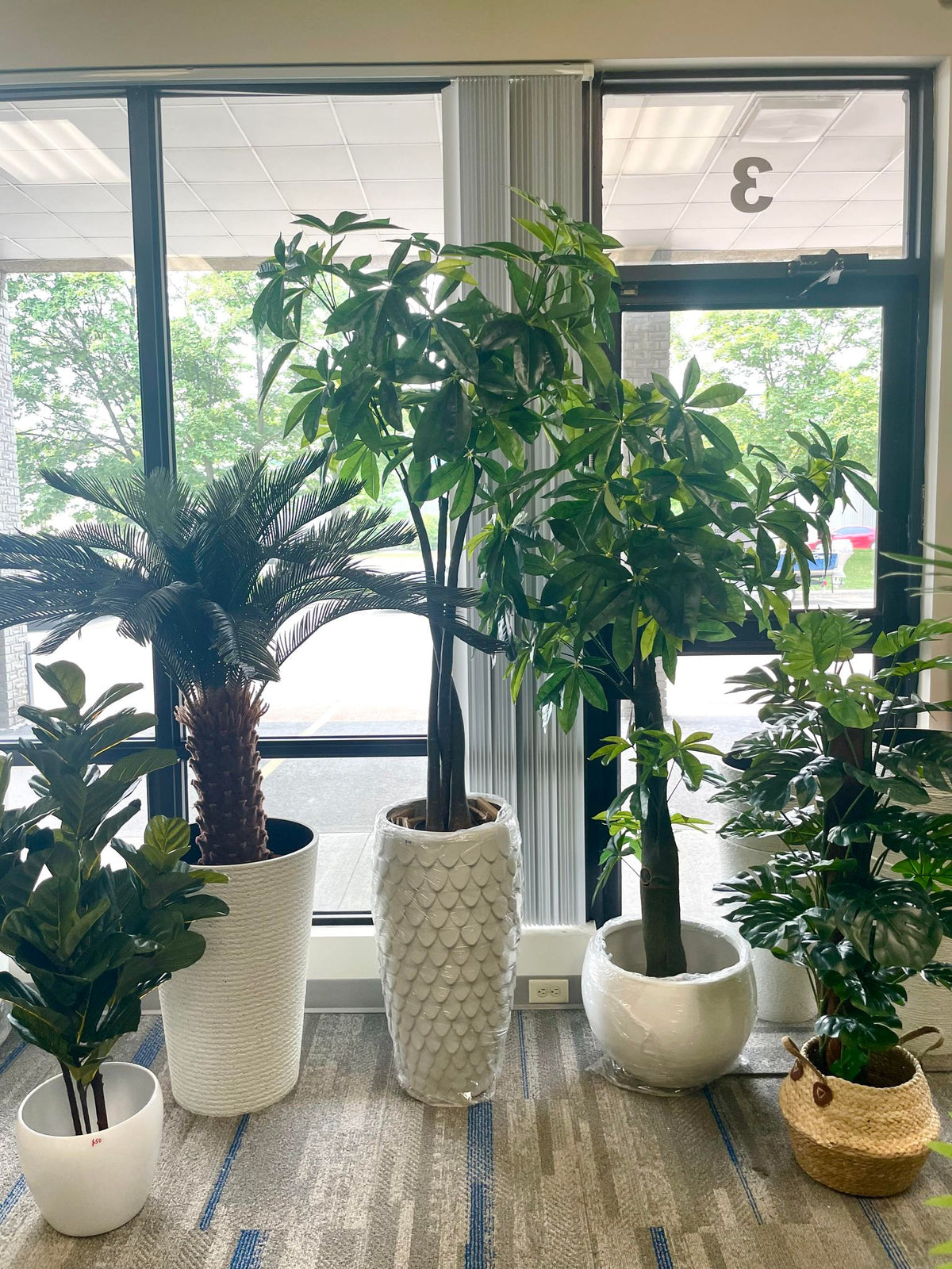 6 Lucky Plants to Enhance Your Home's Prosperity and Health