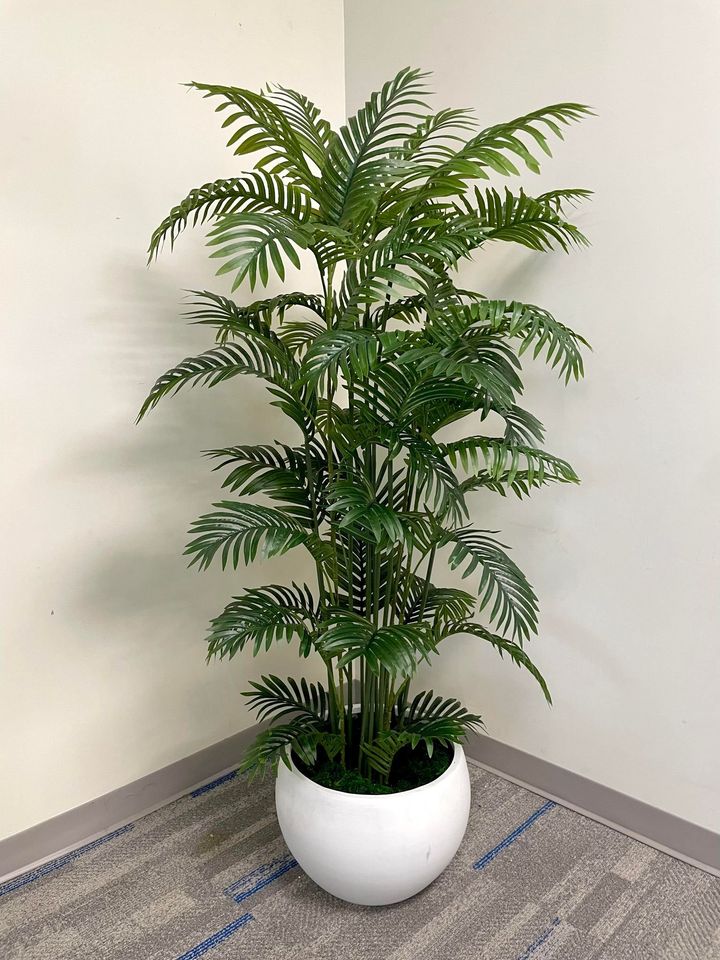 Palm Plants for Events – Stylish & Budget-Friendly Ideas