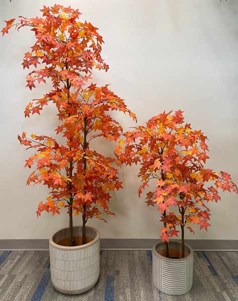 Maple Plants for Home Décor: Adding Natural Charm Indoors