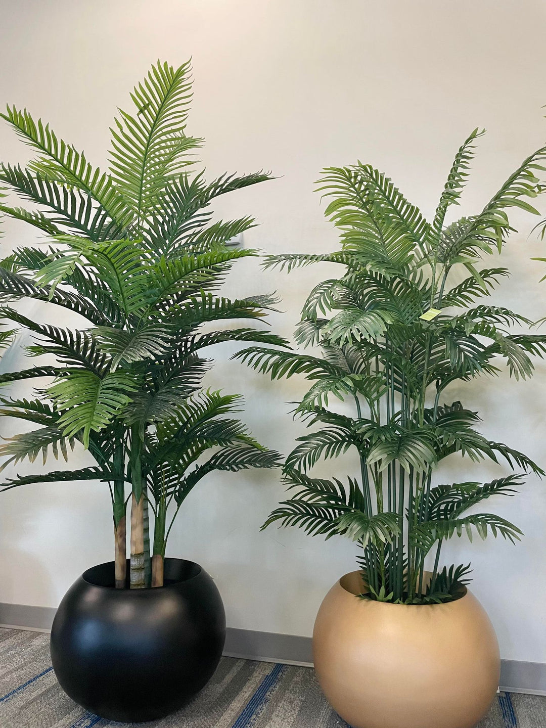 Essential Palm Trees to Know for Your Tropical Paradise