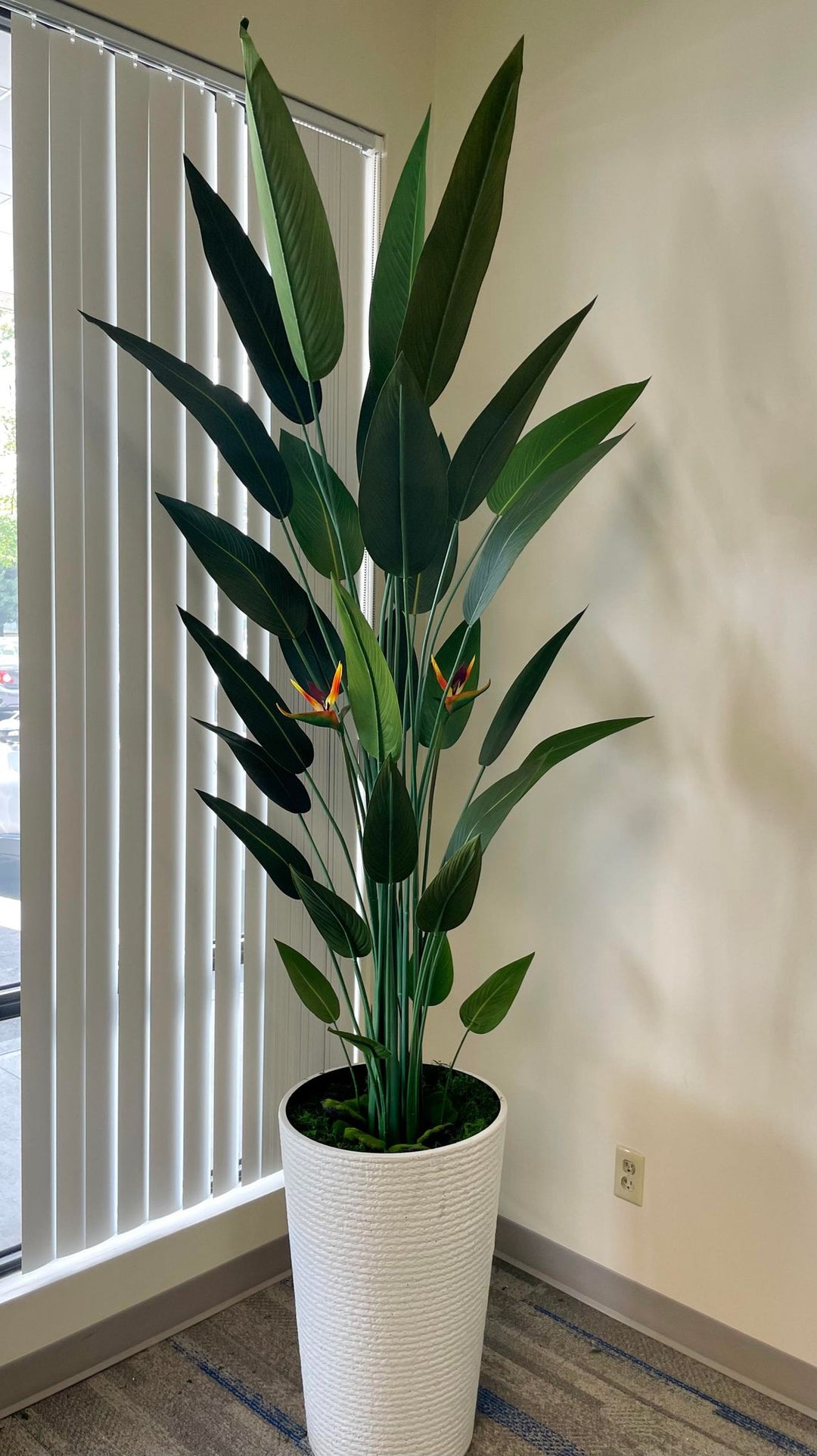 Why the Bird of Paradise Plant is a Home Decor Essential