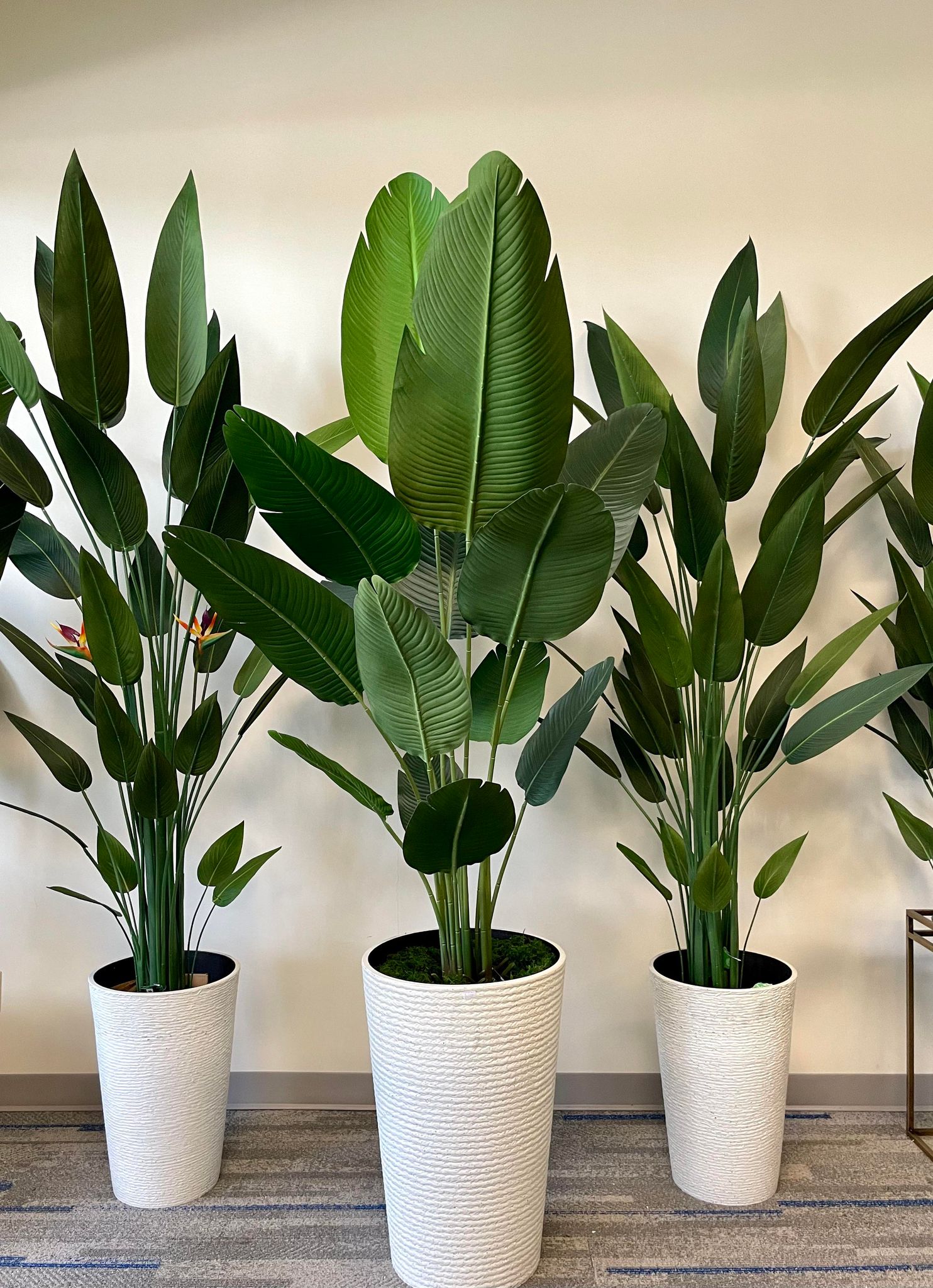 How to Spot the Difference Between Real and Fake Plants in Your Home