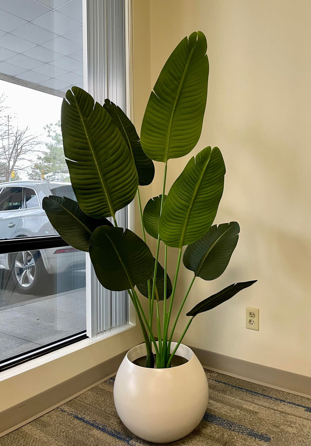 The Exotic Beauty of Bird of Paradise – A Statement Piece for Every Space