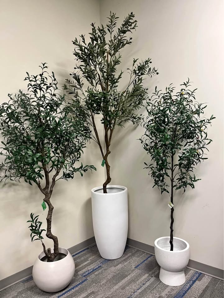 Olive Tree – A Timeless Touch of Natural Elegance