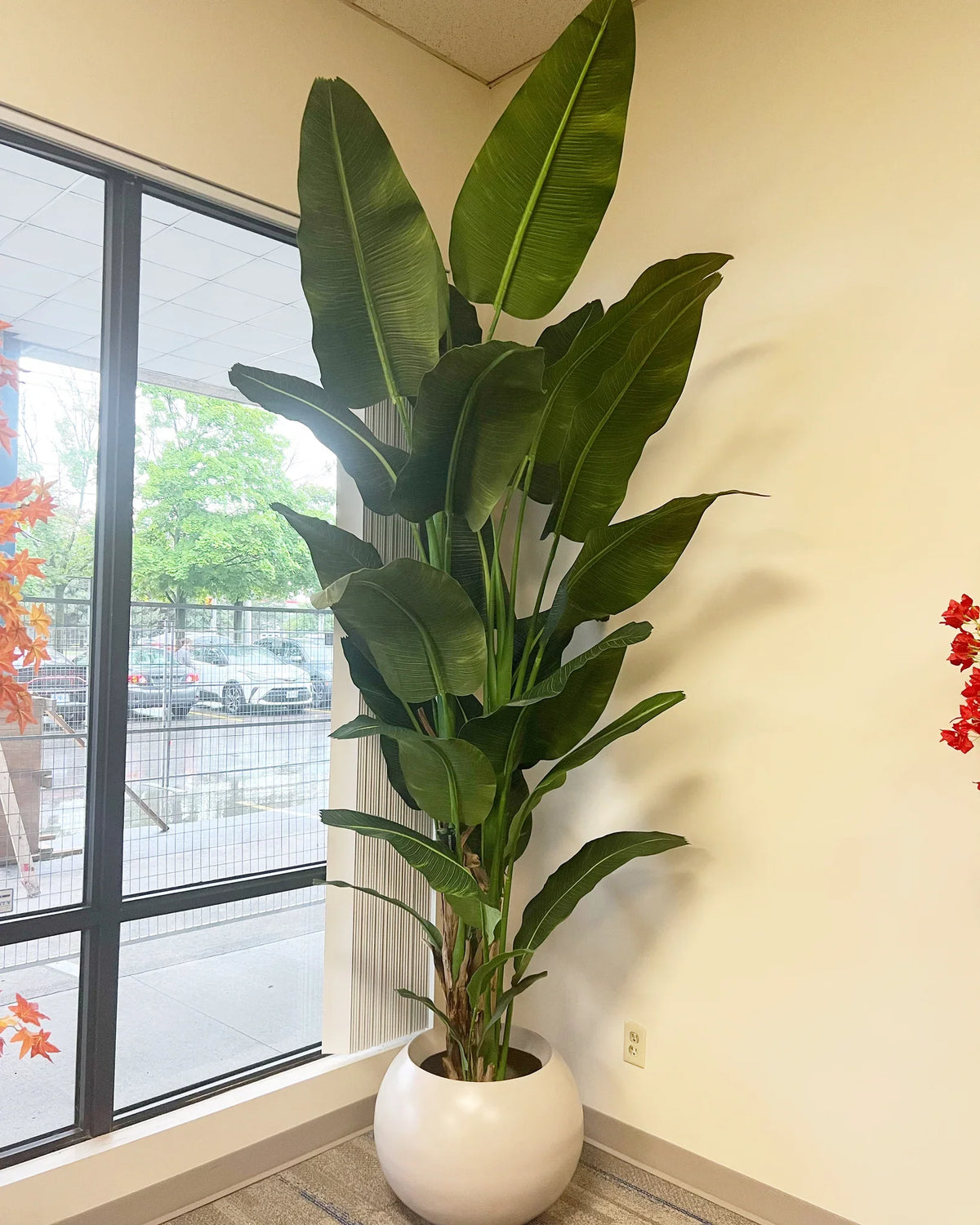 Bring the Tropics Home with the Bird of Paradise Plant