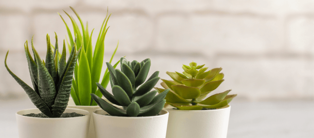 Why Faux Succulents Are Perfect for Your Home Office