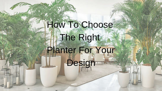 How to Pick a Planter for Your Big Plant