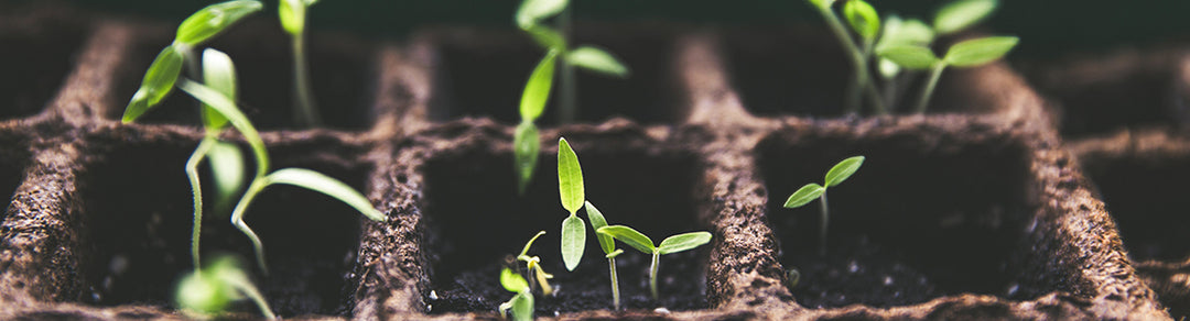 Can Artificial Plants Contribute to Reducing Greenhouse Gases?