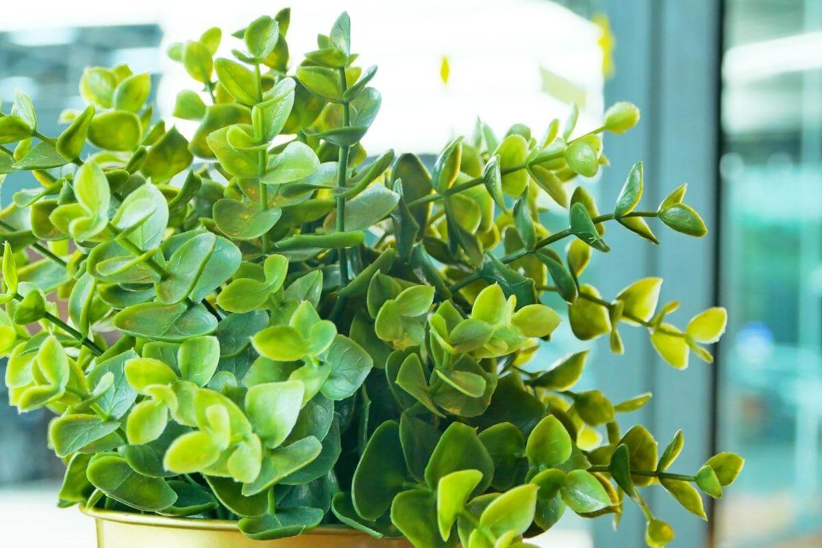 An artifical plant in a pot with a large glass window in the background.