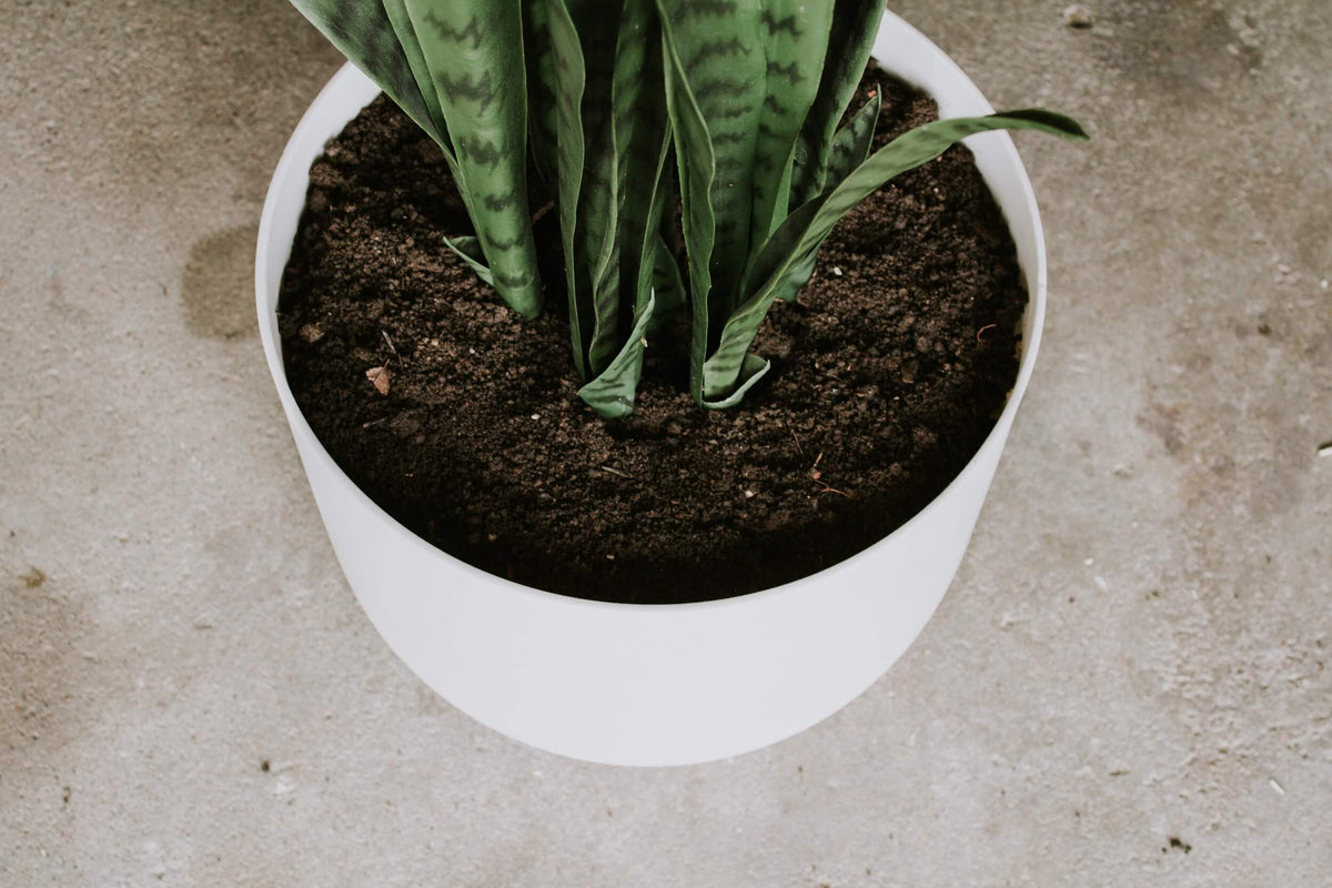 An artificial plant in a white pot with mud.
