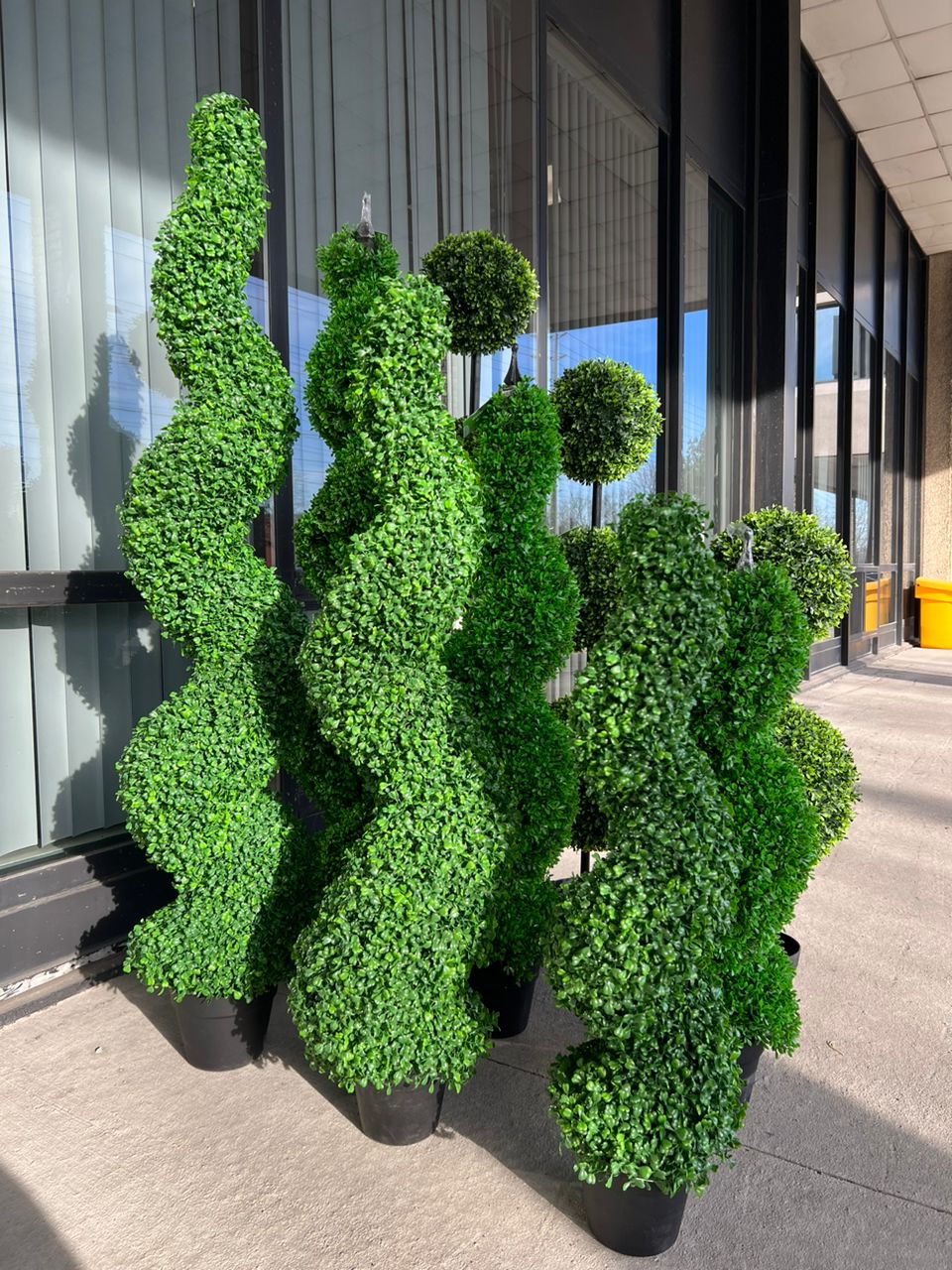 Evergreen Sophistication – The Effortless Beauty of Spiral Trees