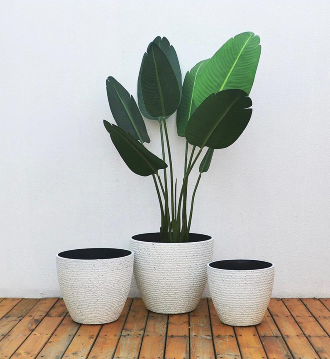 Choosing the Perfect Pot: A Guide to Styling Your Plants
