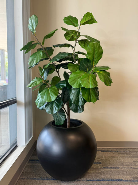 Bring Life & Style Into Your Space With the Fiddle Leaf Fig