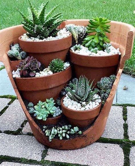 Choosing the Right Planters for Succulents and Cacti