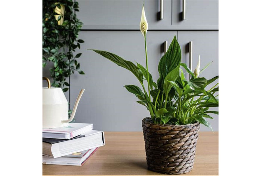 Maintaining the Beauty of Your Space: Real vs. Artificial Peace Lilies