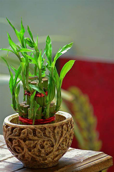 Using Artificial Plants to Improve Feng Shui in Your Home