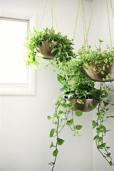 Using Hanging Planters to Save Space