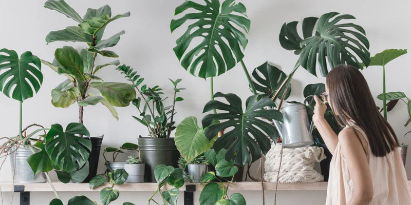 How House Plants Can Benefit Your Eye Health