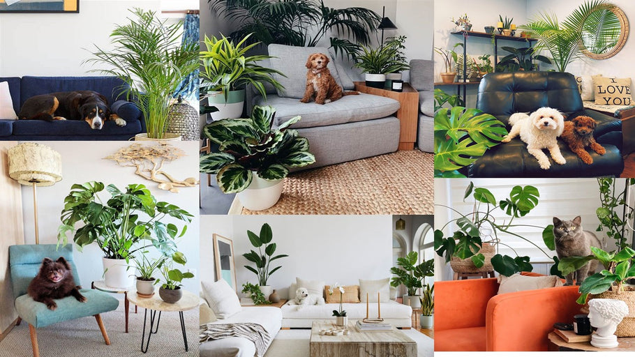 The Best Artificial Plant Varieties for Pet-Friendly Homes