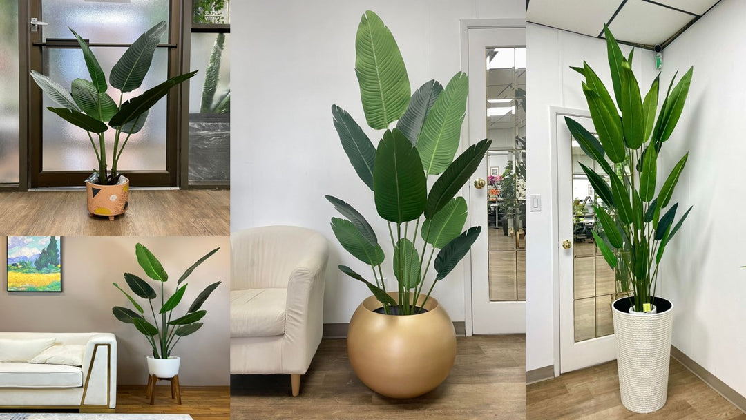 The Exotic Appeal of Bird of Paradise Plants: Why Your Home Needs One?