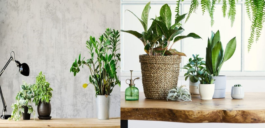The Ultimate Guide to Artificial Plants: Why Choose Them Over Real Ones