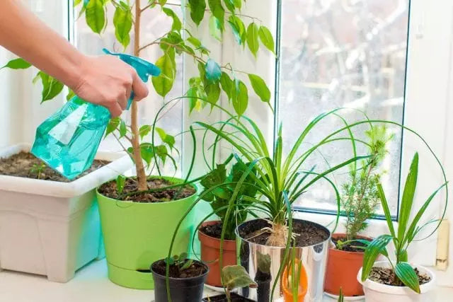 Natural Solutions for Keeping Indoor Plants Bug-Free