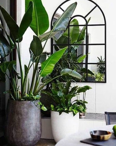 How to Enjoy Greenery at Home Without a Green Thumb