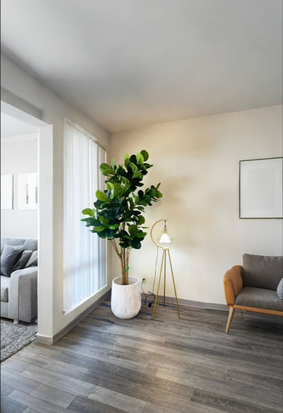 Everything You Need to Know About Fiddle Leaf Fig Maintenance