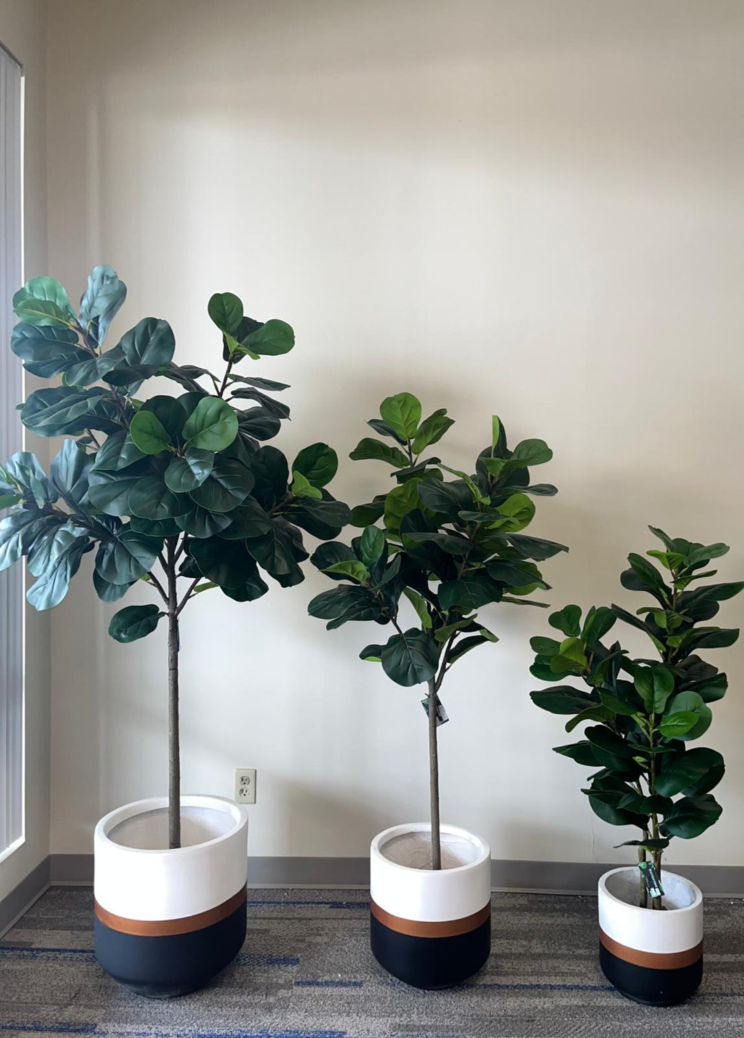 Surprising Facts About Fiddle Leaf Fig Trees You Didn't Know