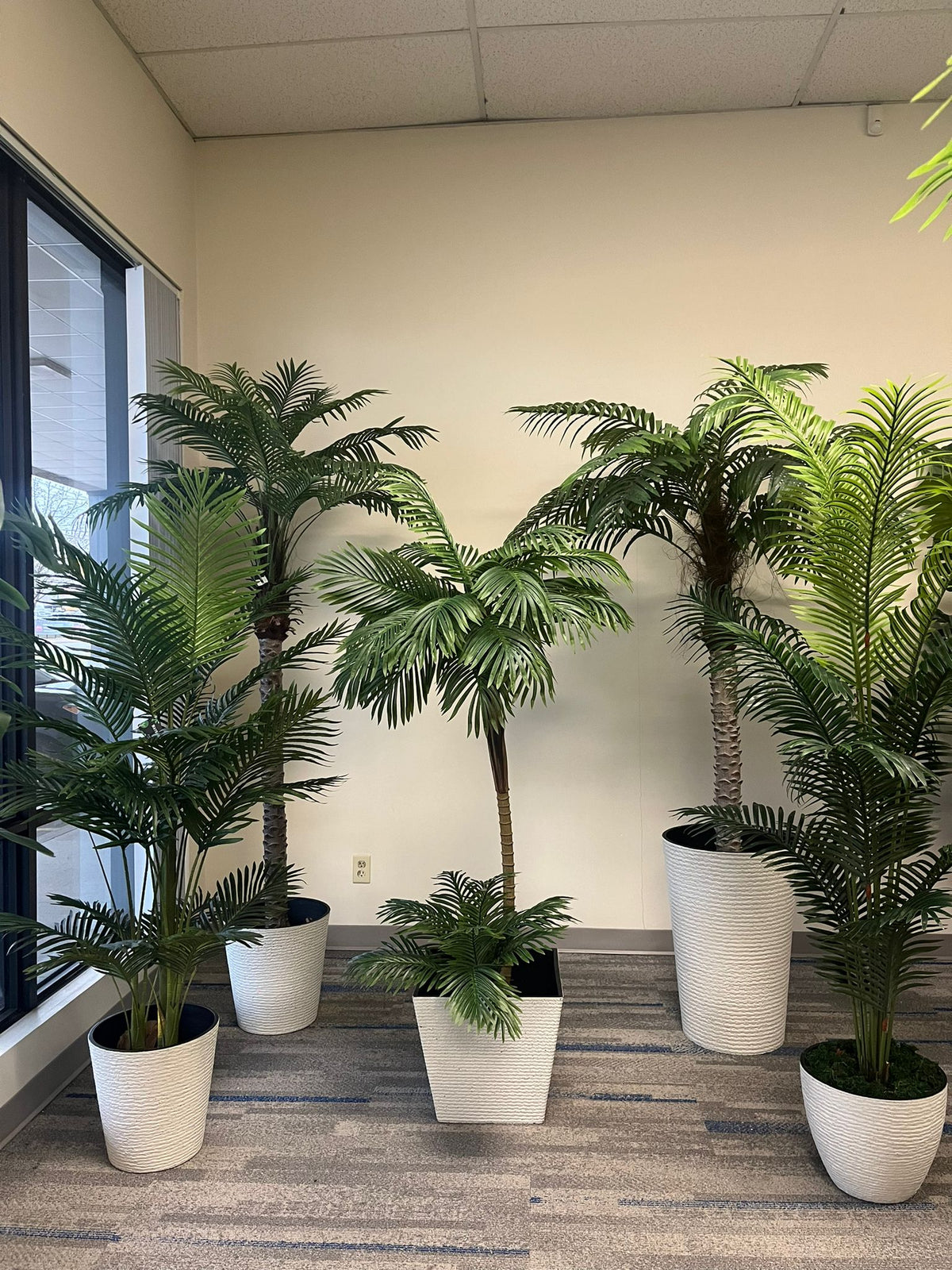 Palm Trees – Bring a Fresh Tropical Feel Into Any Space