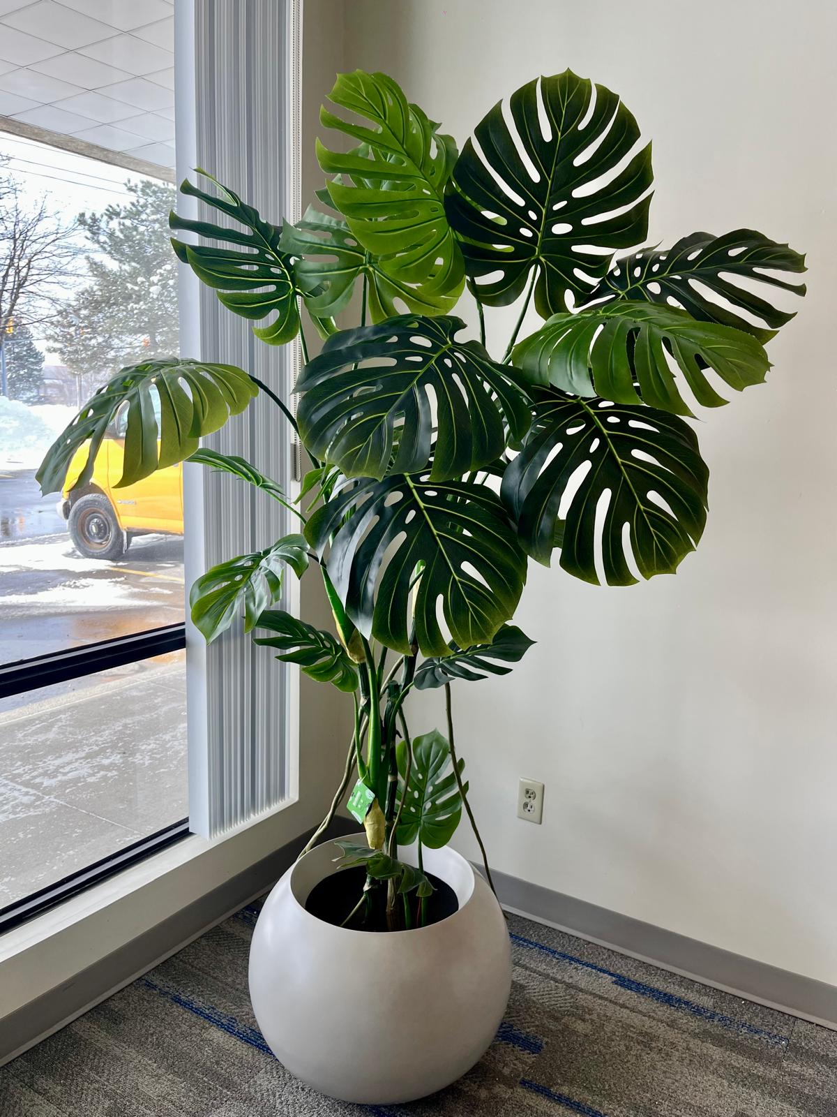 Monstera Plant – Bold Tropical Greenery for Modern Spaces