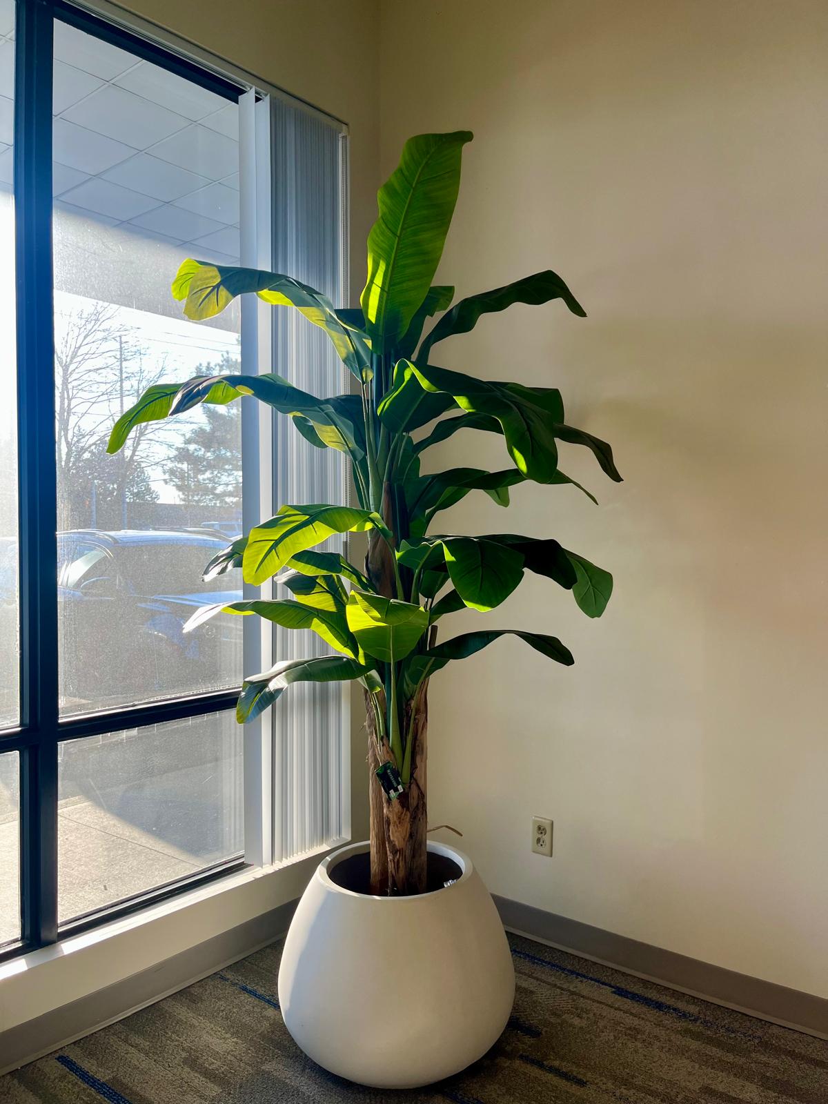 Banana Plant: A Fresh, Tropical Touch for Any Space