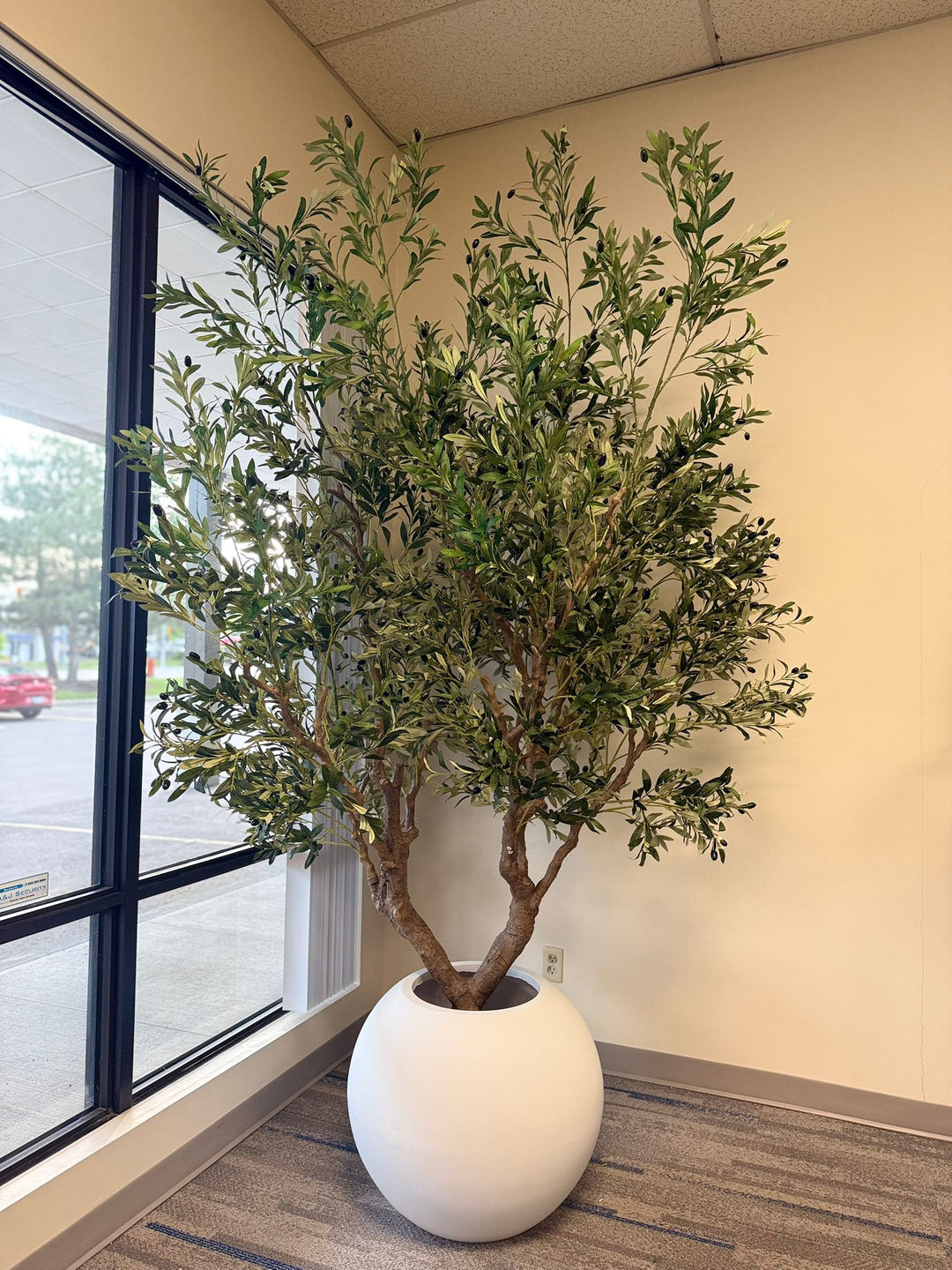 Bring Timeless Elegance Indoors with Waysaving Olive Trees