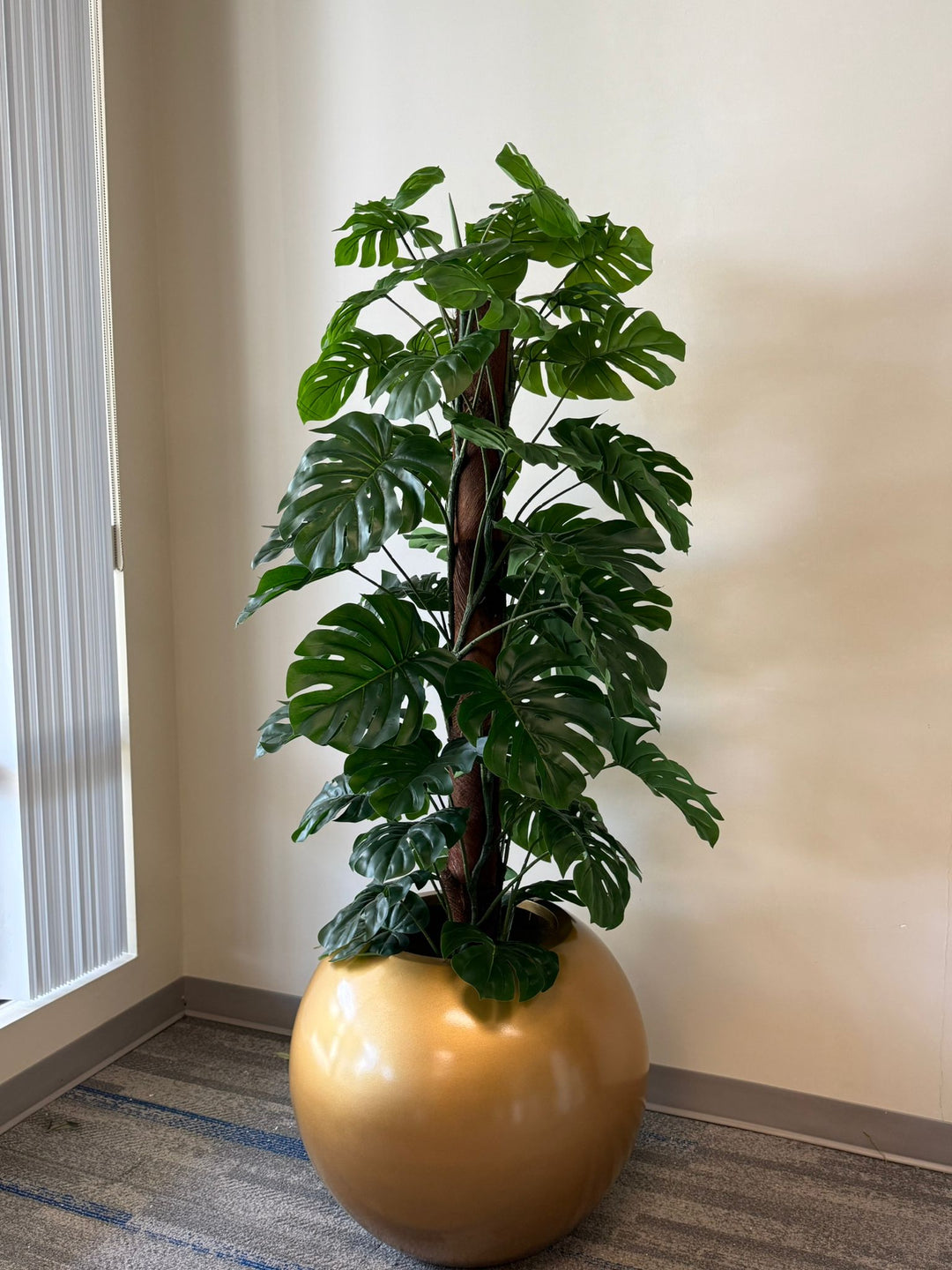 Monstera Plants: Bring Lush Tropical Greenery to Your Home