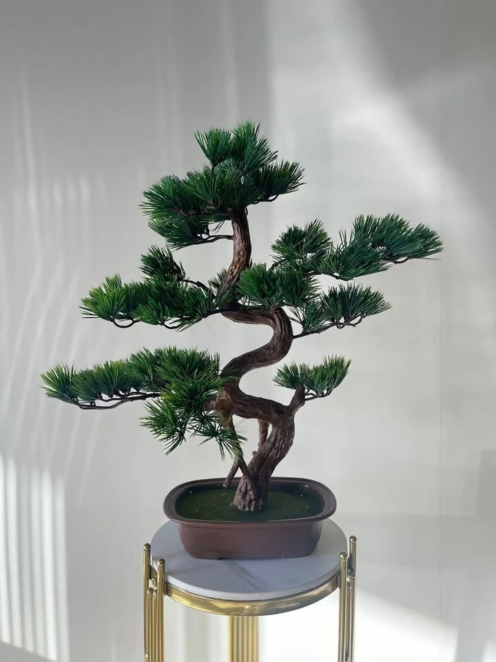 Bonsai Plants for Home Décor: A Touch of Serenity