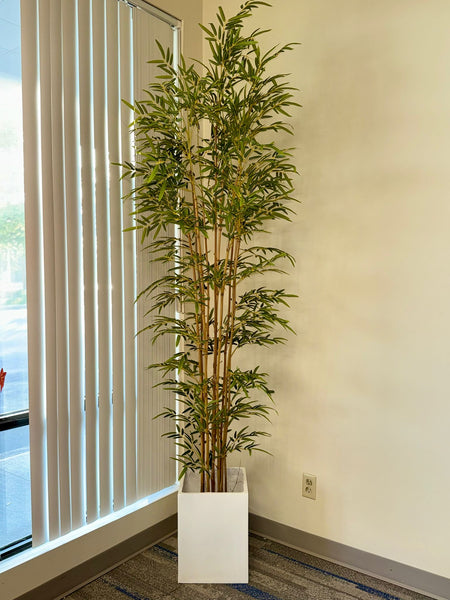 Bring Serenity Indoors with the Elegant Bamboo Plant