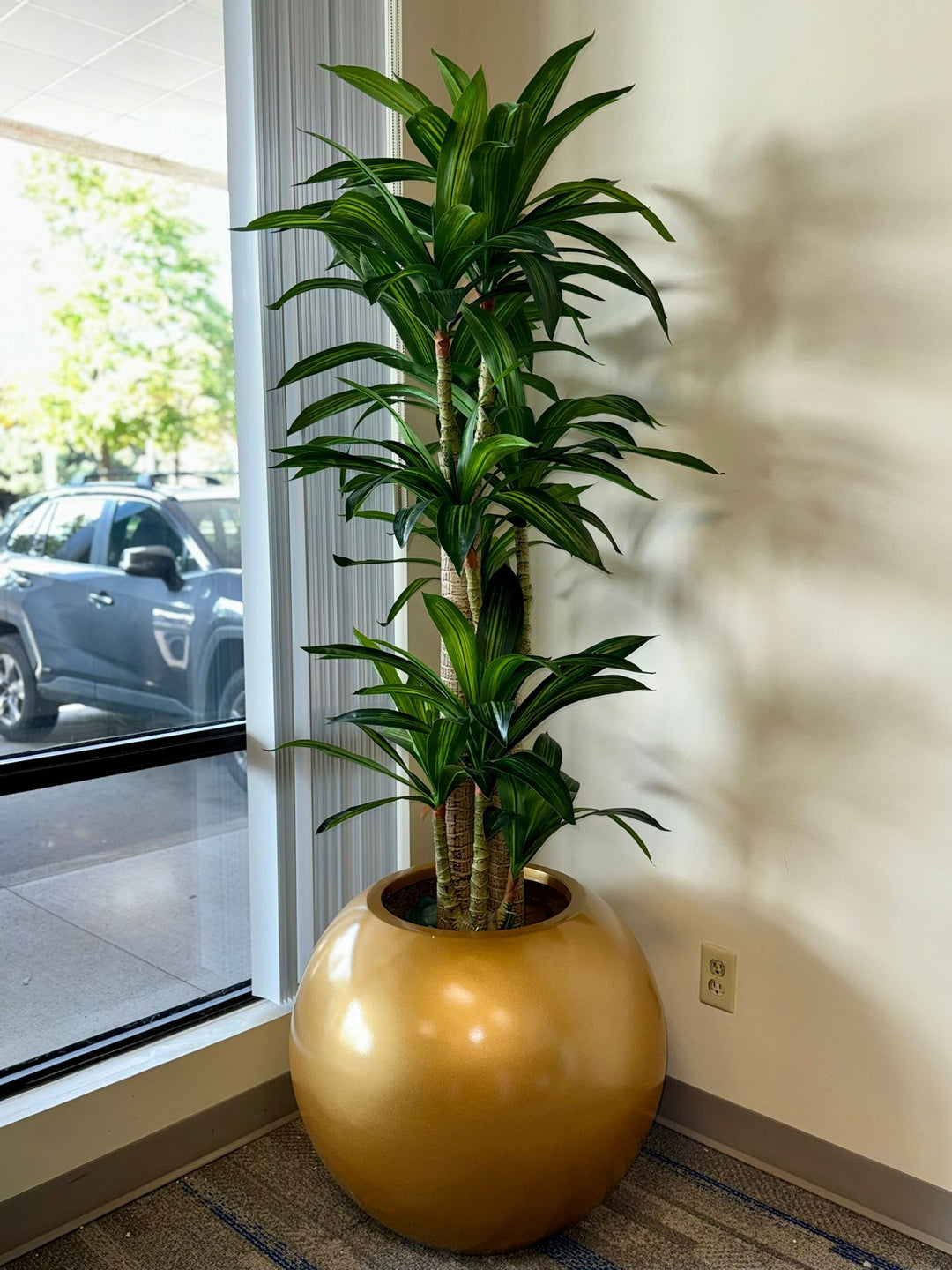 Yucca Plant: A Timeless Touch of Greenery for Your Space