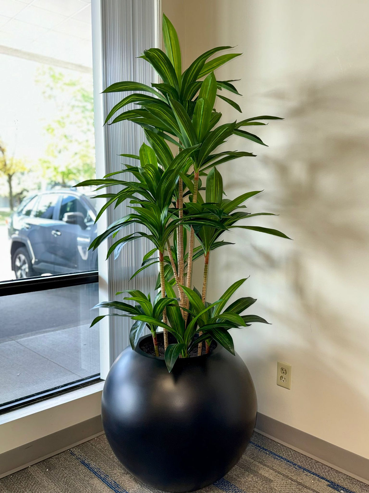 Bring Home Bold Beauty: The Timeless Appeal of Yucca Plants
