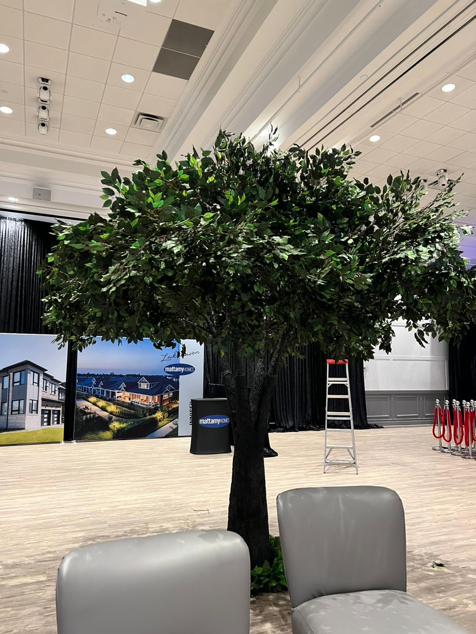 The Timeless Appeal of Ficus Trees: Lush Greenery for Every Space