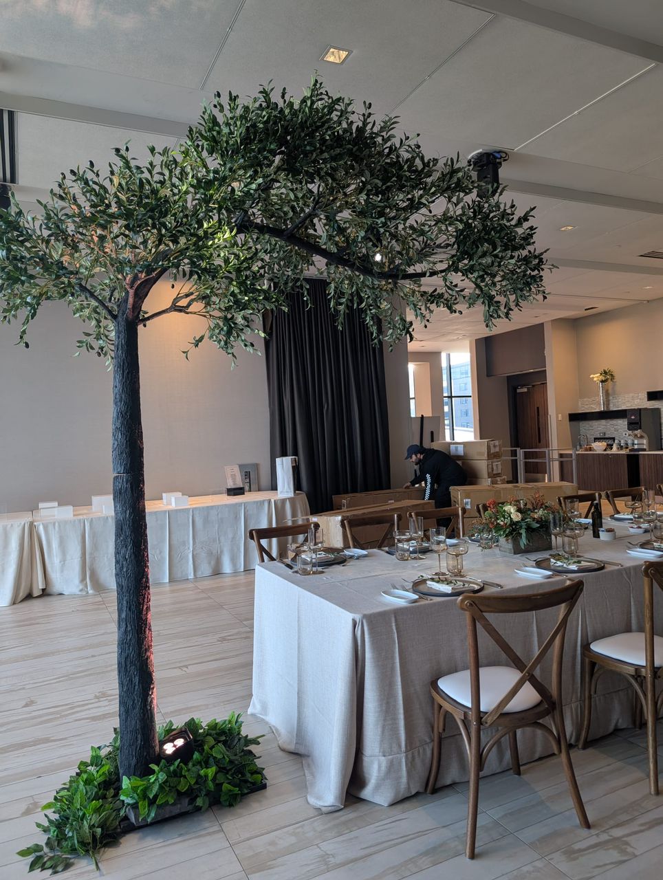 Ficus Tree: A Timeless Green Statement for Any Space