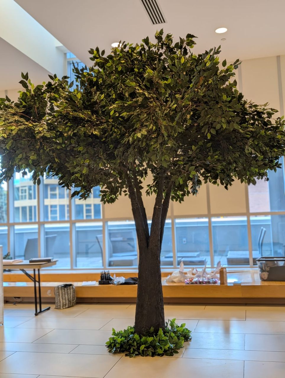 Ficus Trees: Timeless Greenery for Modern Spaces