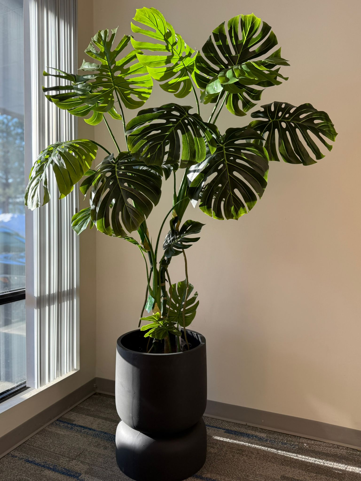 Monstera Plants: Bold Greenery That Transforms Any Space
