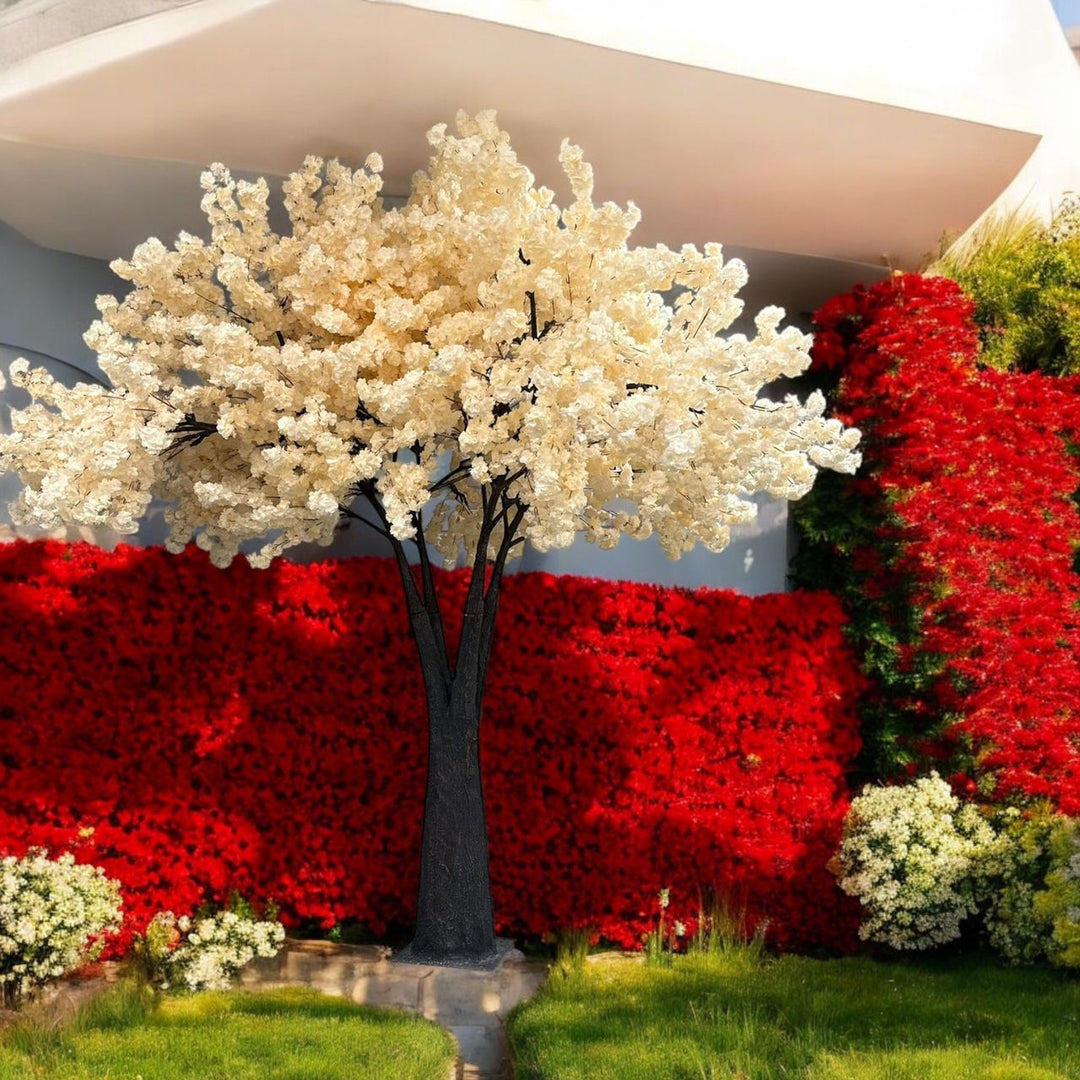 Cream White Cherry Blossom Tree – Timeless Elegance for Every Space