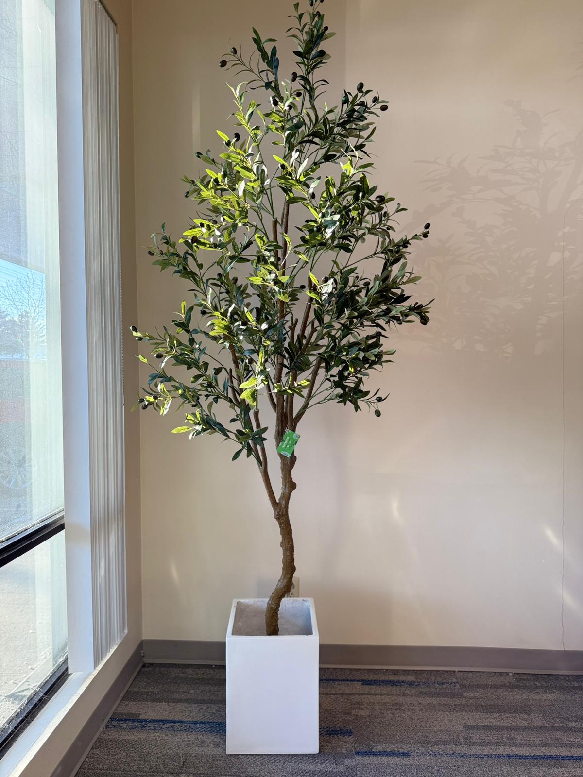 Olive Tree – Timeless Greenery for a Calm, Modern Space
